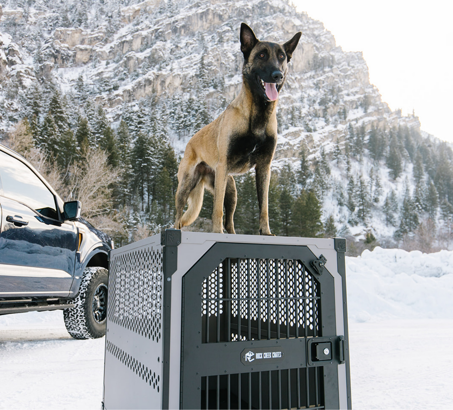 German Shepard standing on top of stationary crate by Rock Creek Crates