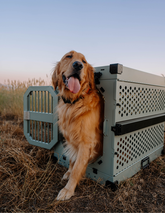 Golden Retriever walking out of a collapsible dog crate by Rock Creek Crates