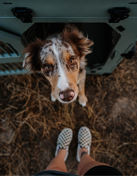 Photo of dog looking up at owner from inside a collapsible dog crate by Rock Creek Crates