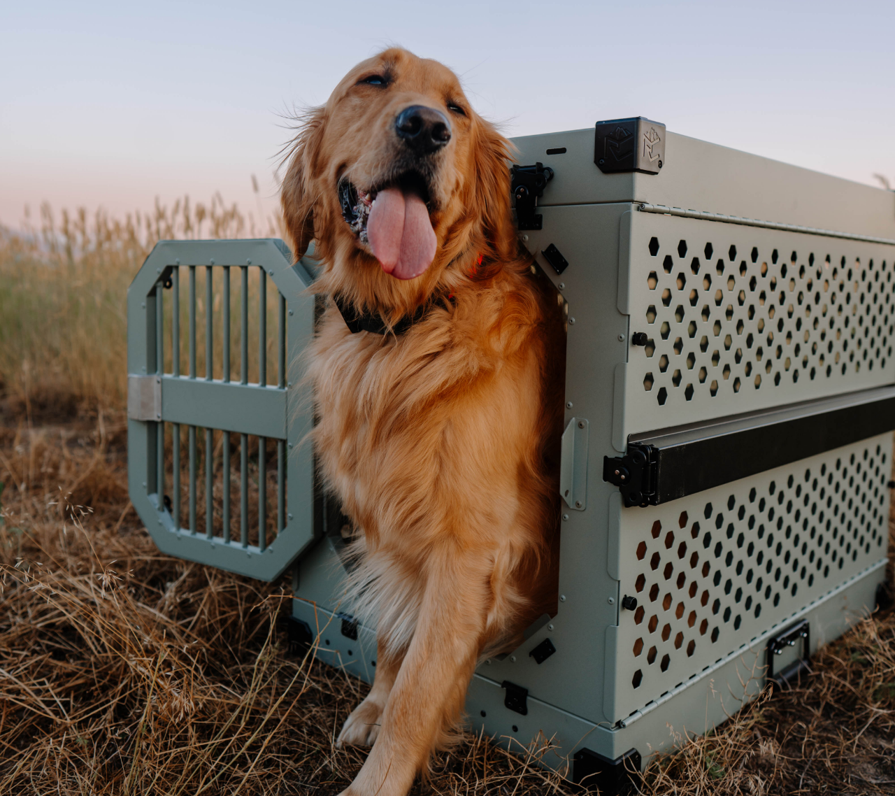 Sage Green collapsible dog crate by Rock Creek Crates with a Golden Retriever inside
