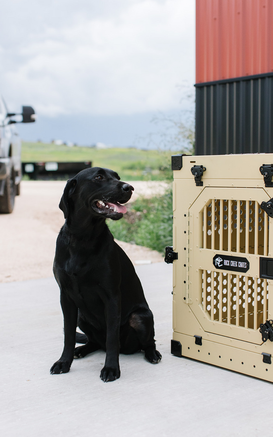 Sand collapsible crate by Rock Creek Crates, assembled with black lab sitting next to it