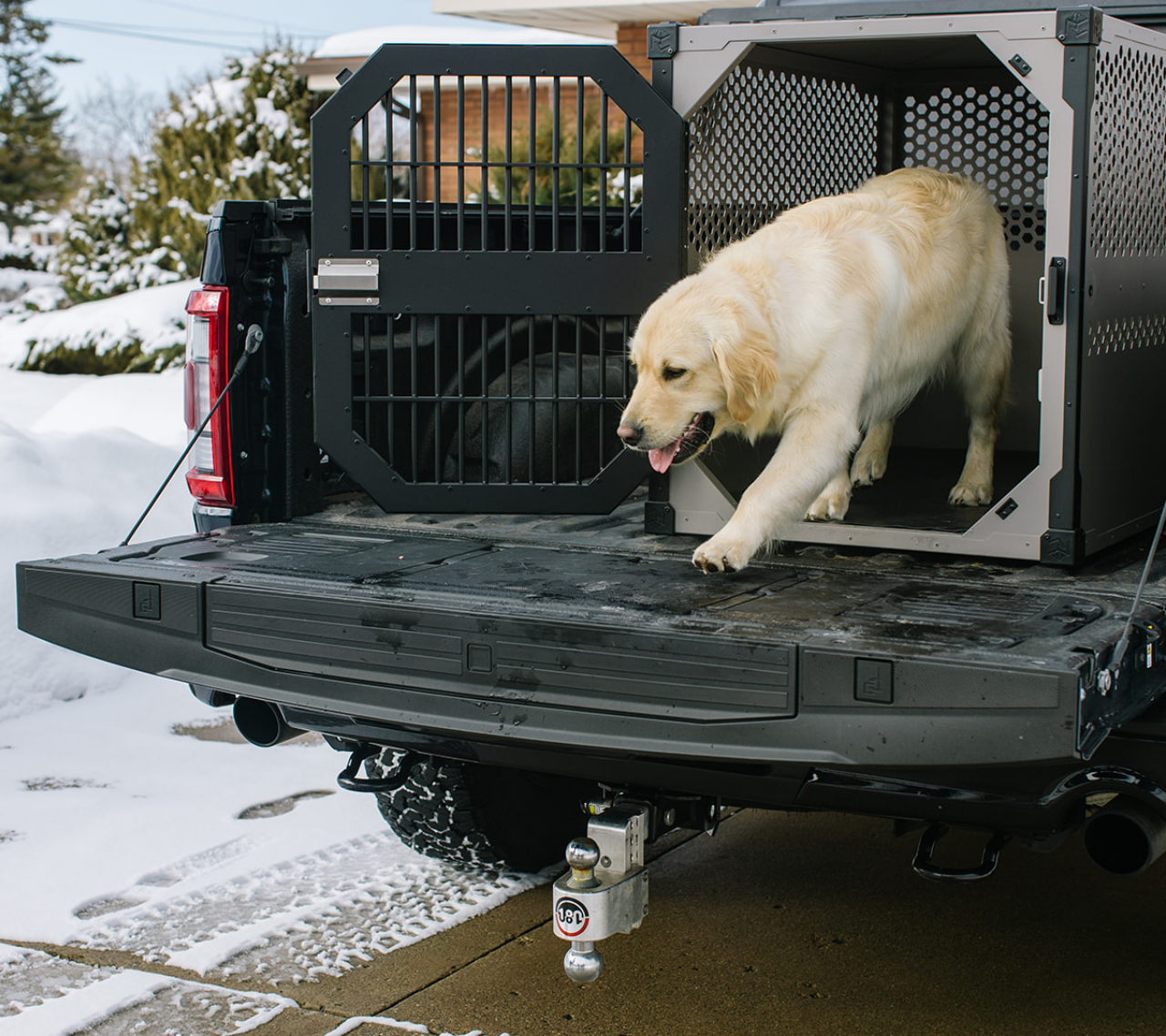 Golden Retriever walking out of a stationary crate by Rock Creek Crates that's in a truck bed.