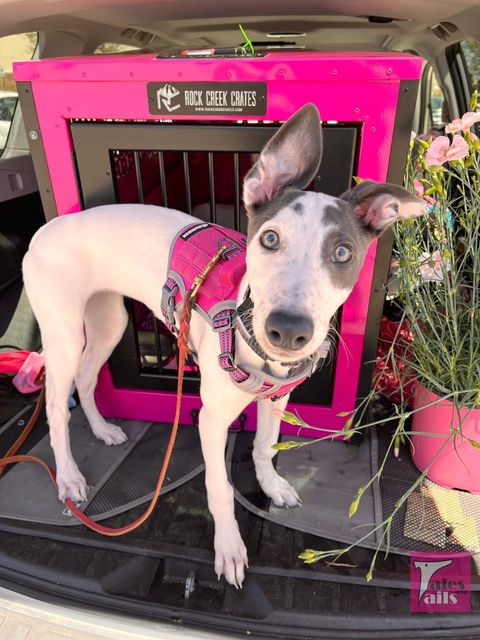 Custom-colored dog crate by Rock Creek Crates